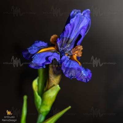 MD-BOU-IRIS-BLUE-1 "Заблудившиеся в лете"