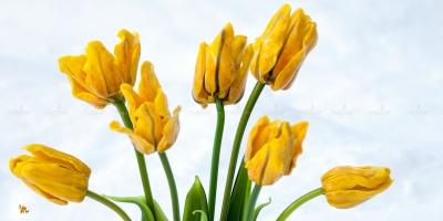 композиция из стекла ЖЕЛТЫЕ РИТМЫ – примеры ранее выполненных работ