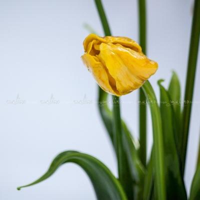 композиция из стекла ЖЕЛТЫЕ РИТМЫ – примеры ранее выполненных работ