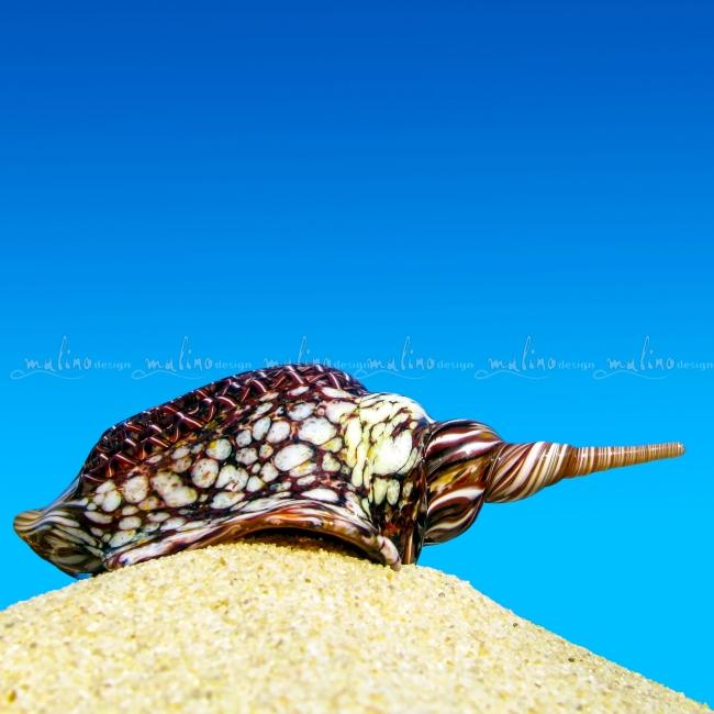 MD-Shell-L-32