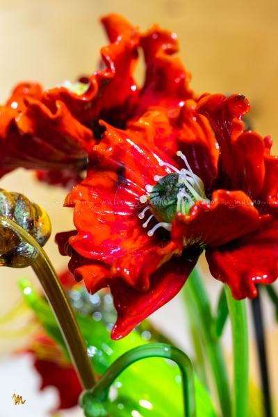 MD-BOU-MON-LATE_POPPIES-4