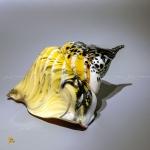 Стеклянная ракушка  Толстушка