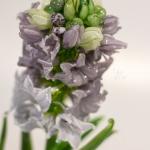 Композиция из цветного стекла Гиацинт лиловый