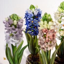 Композиция из стекла ГИАЦИНТ